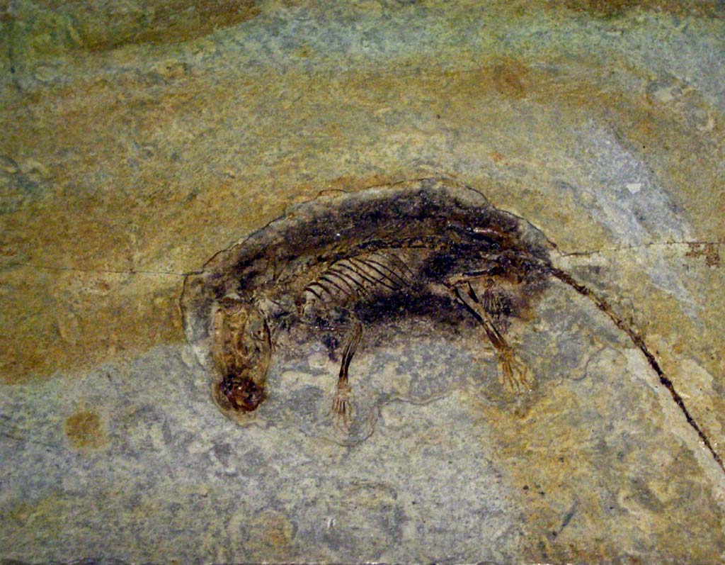 What Color Were Prehistoric Mammals?