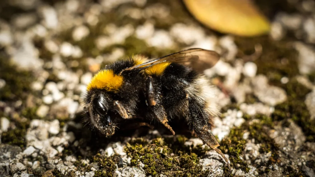 Why Are So Many Dead Bumblebees Appearing on Sidewalks? Causes Explained