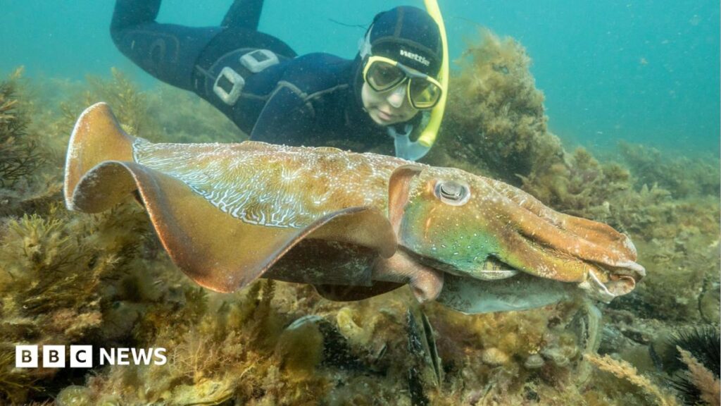 Why Australia’s Giant Squid Breeding Season Went Silent