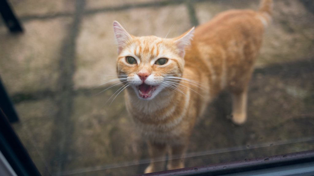 Why Do Cats Meow? Understanding Cat Vocalizations | Live Science