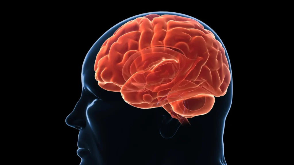 Why Your Brain May Be Wired to Regain Lost Weight