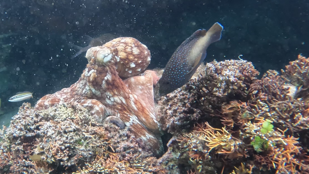 Young Wild Octopuses May Form “Fight Clubs” and Slap Territorial Fish That Get Too Close
