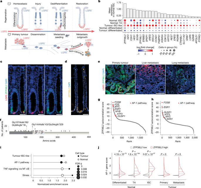 ZFP36L2 Regulates Stress-Adaptive Plasticity in Tissue Regeneration and Cancer
