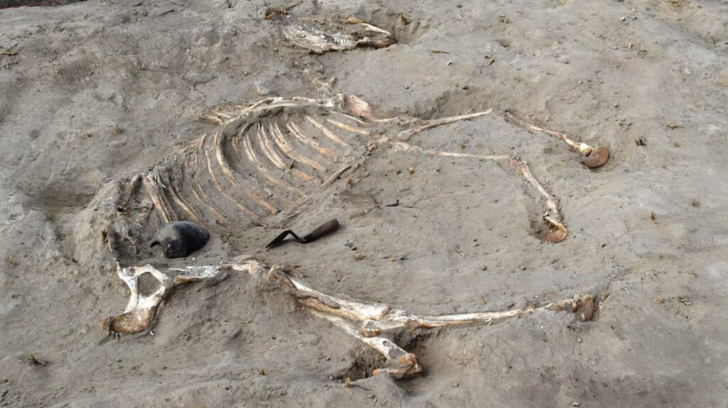 3,000-Year-Old Ancient Egyptian Horse Burial Discovered Near Stone Carvings of Captured Prisoners