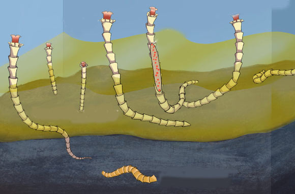 Animal–Microorganism Chemical Symbiosis May Predate the Cambrian Explosion, Study Finds