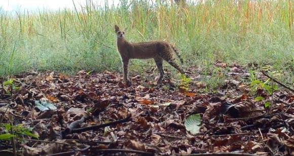 Camera Traps Reveal Hidden Wildlife in the Congo Basin