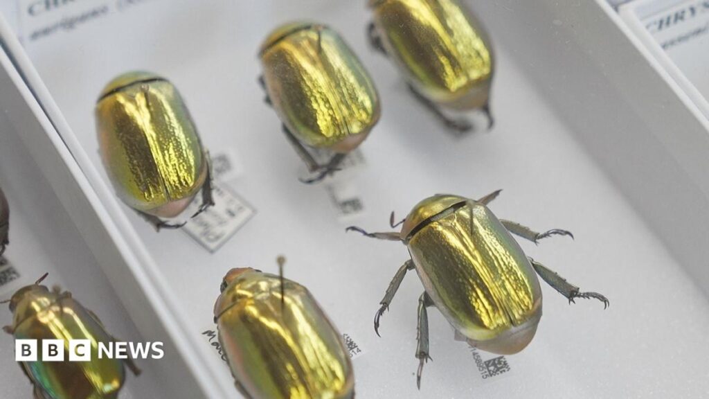 Darwin’s Golden Beetle Discovery: 70 Million Museum Artifacts Now Online