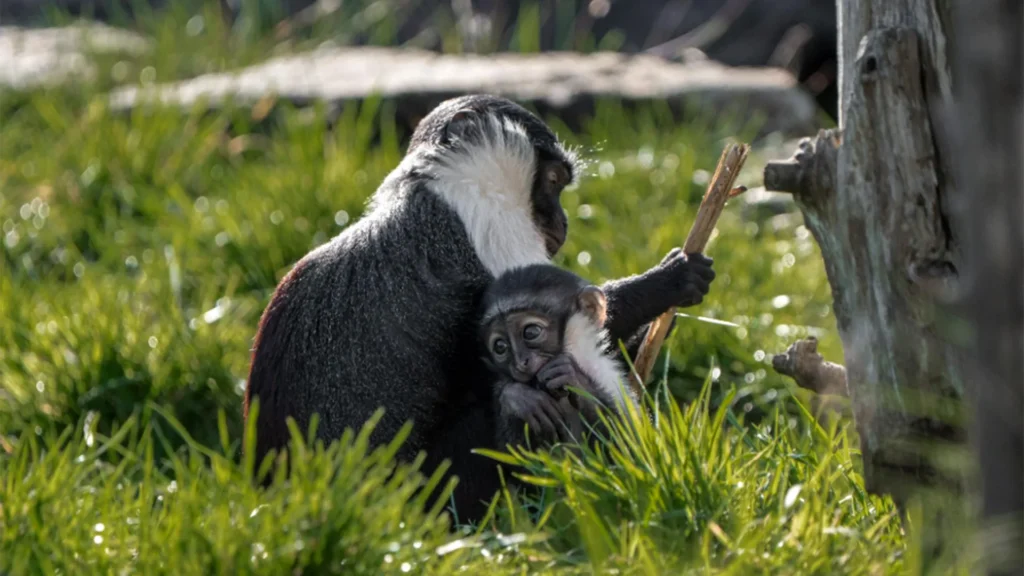 Doctors Save Rare Monkey from Amputation—Months Later, She Gives Birth