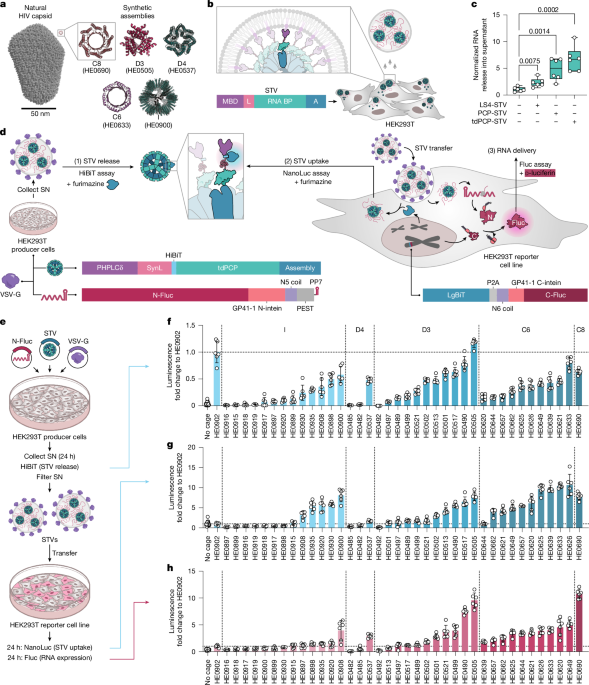 Engineering Synthetic Protein Assemblies to Create Bottom-Up RNA Delivery Vehicles