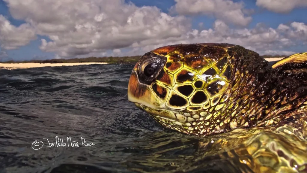 Galápagos Sea Turtles Surprise Scientists by Staying in One Place