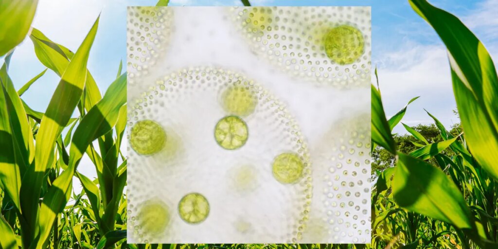 How Genetically Engineered Microbes Can Improve Crop Growth and Global Food Production