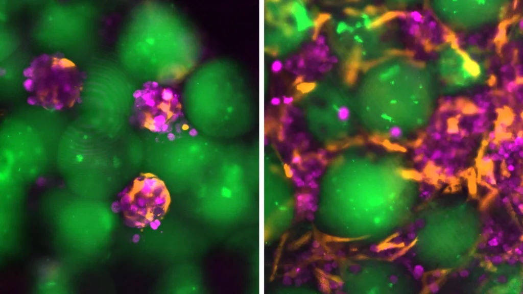 MIT Scientists Develop Injectable Mini Liver That Functions Inside the Body