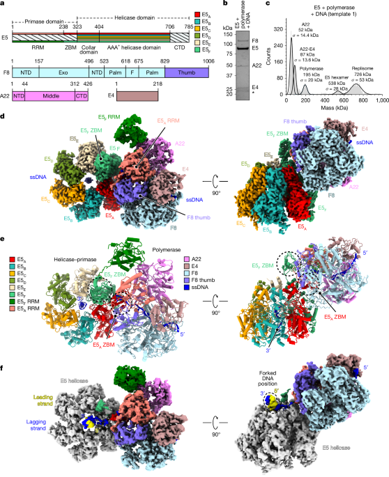 Monkeypox Virus Replisome: Structure and Operating Principles