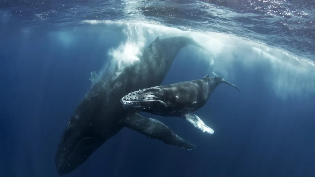 Mother Humpback Whale Appears to Grieve for Days Over Dead Calf