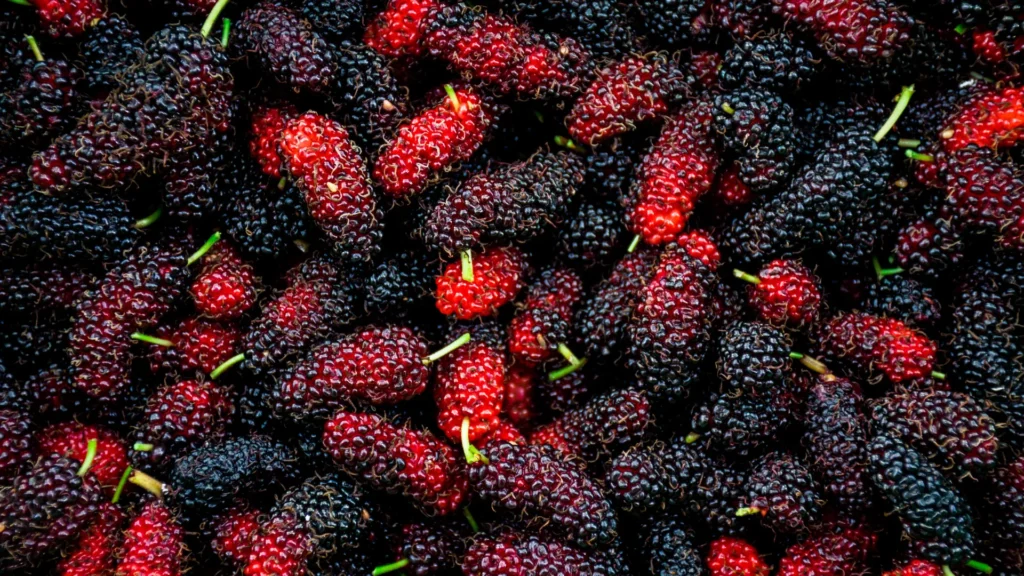 Mulberry May Reshape Gut Bacteria and Influence Metabolism