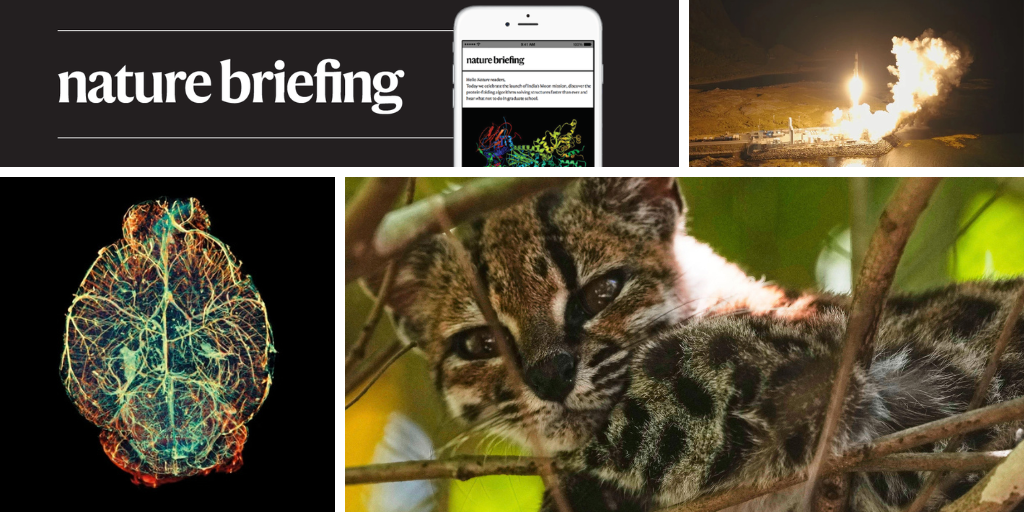 New Cat Species Discovered: First Scientifically Described in a Century | Daily Briefing
