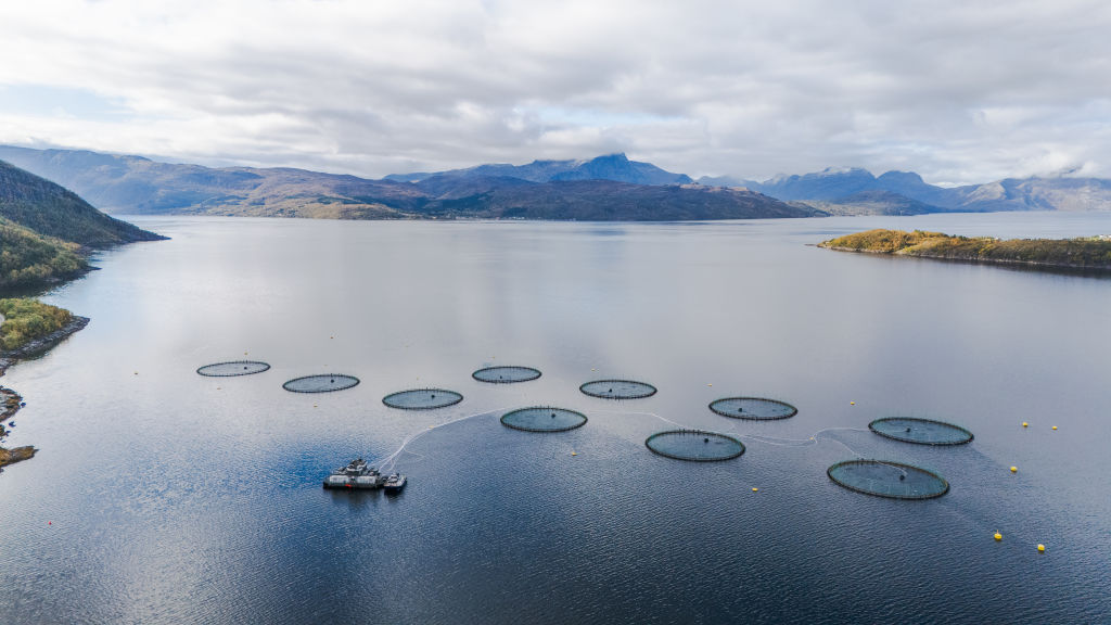 New Study Finds Farmed Salmon May Be Less Nutritious Than Previously Thought