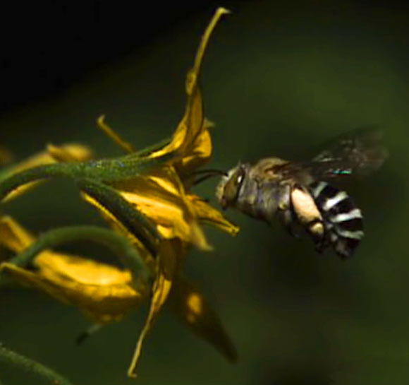 New Study Finds Some of the Smallest Bee Species Are the Most Visible