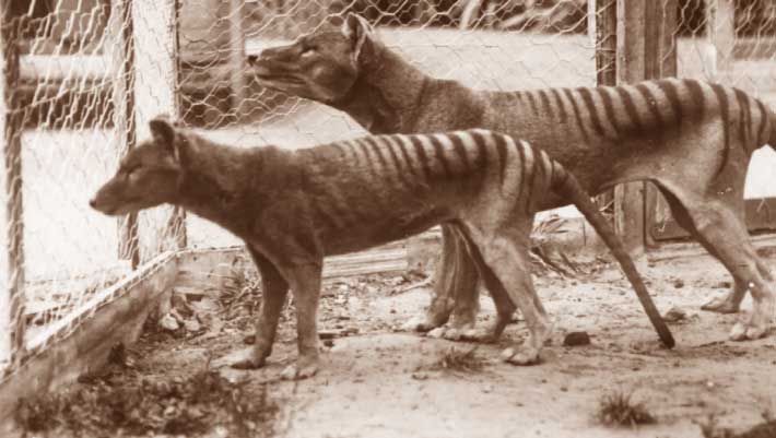 New Study Suggests Tasmanian Tigers Were Opportunistic Hunters, Not Wolves