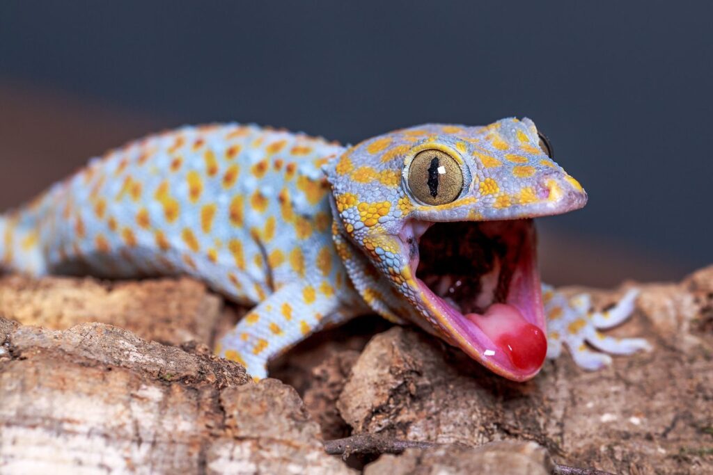 Reptile Sounds Explained: What Pops, Boos, and Yells Mean