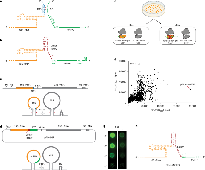 Rewiring Ribosomes to Translate Proteins Encoded by Their Own RNA