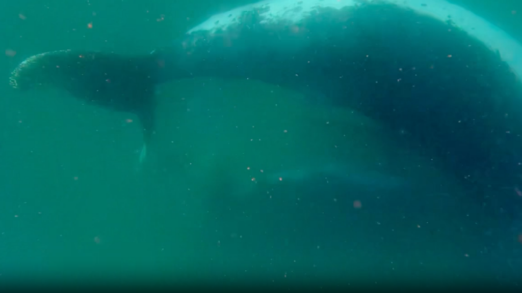 Scientists Capture First-Ever Footage of Mother Whale Grieving Her Stillborn Calf in Rare Behavior