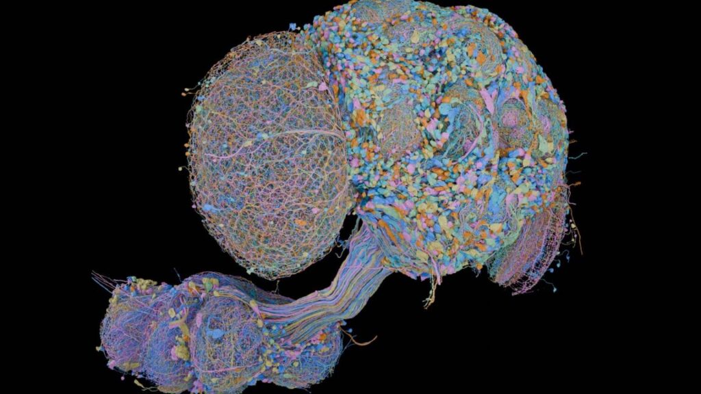 Scientists Complete the Second Full Map of the Fruit Fly Brain