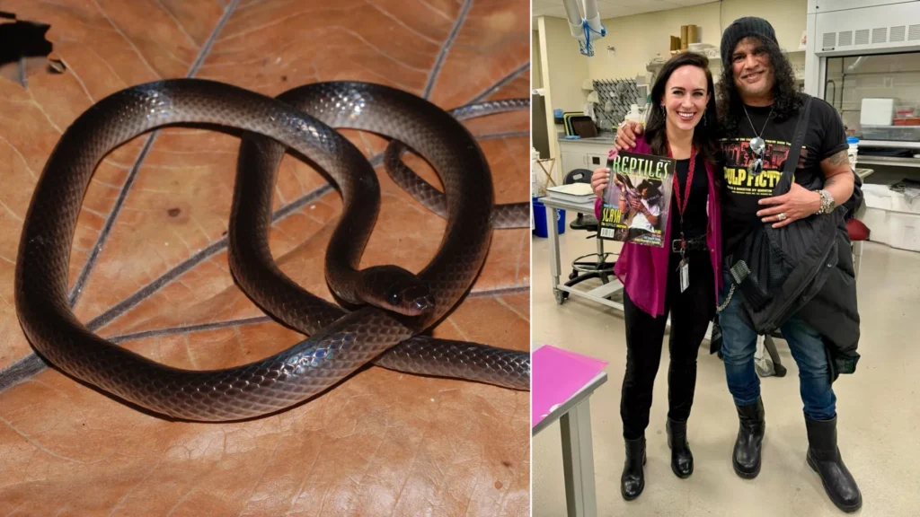 Scientists Name Newly Discovered Snake After Guns N’ Roses Legend Slash