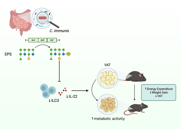Sugar Molecules Produced by Gut Bacteria May Reduce Visceral Fat in Mice