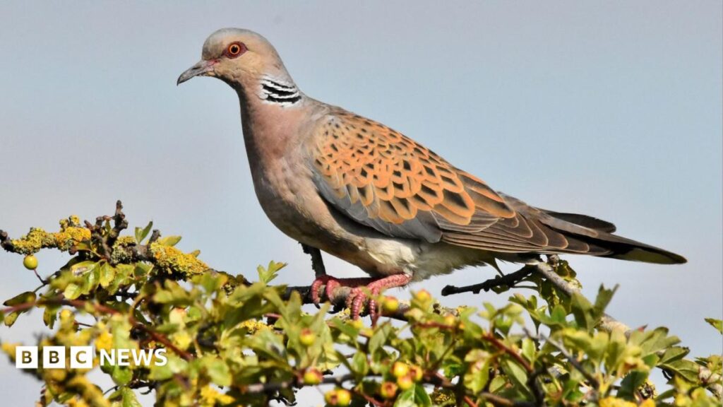 Turtle Pigeons Released on the South Downs to Prevent Extinction