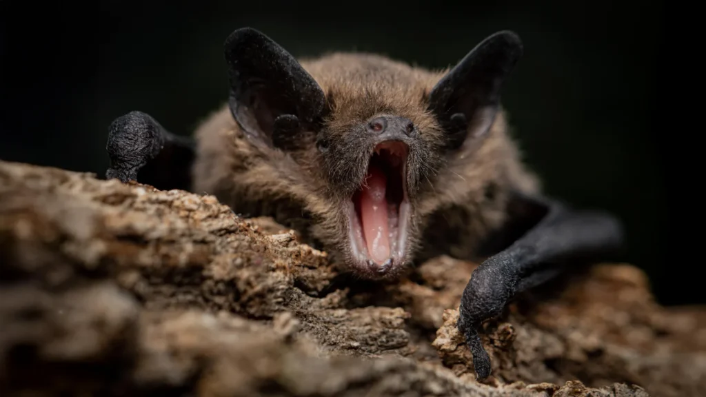 Why Bats Can Carry Dangerous Viruses Without Getting Sick