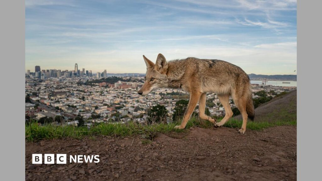 2026 Wildlife Photographer of the Year Winner Announced