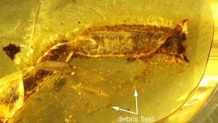 99-Million-Year-Old Amber Preserves Evidence of a Lizard Dropping Its Tail