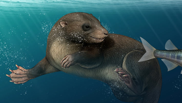 Ancient Mammals from the Age of Dinosaurs Swam Like Platypuses and Replaced Their Teeth Repeatedly