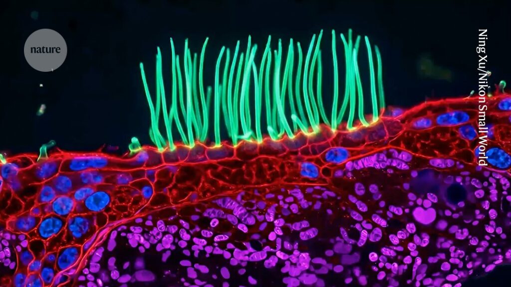 Award-Winning AI-Generated Microscopic Image Sparks Controversy in Prestigious Photography Competition