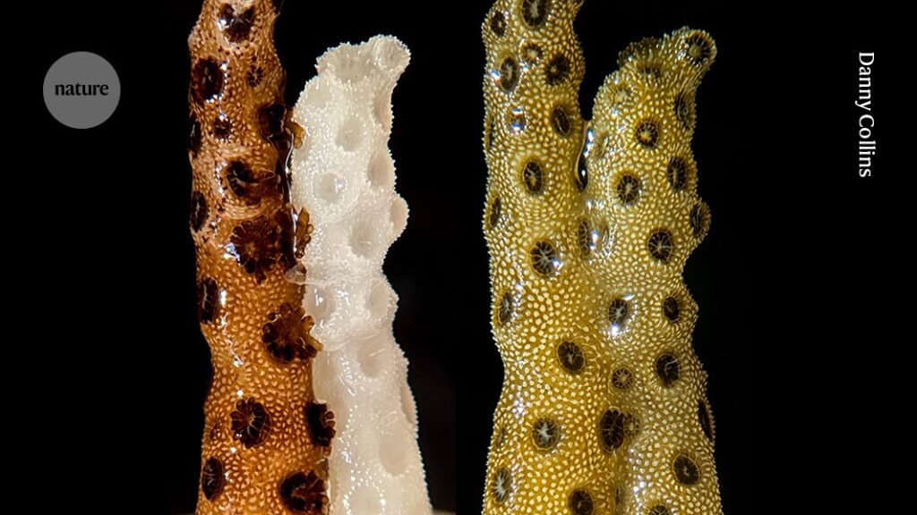 Bleached Corals Recover Within Days After Touching Healthy Neighboring Corals