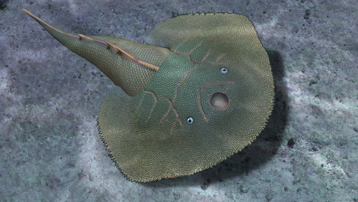 Chinese Armored Fish Fossil Links Primitive and Advanced Jawless Fish Lineages