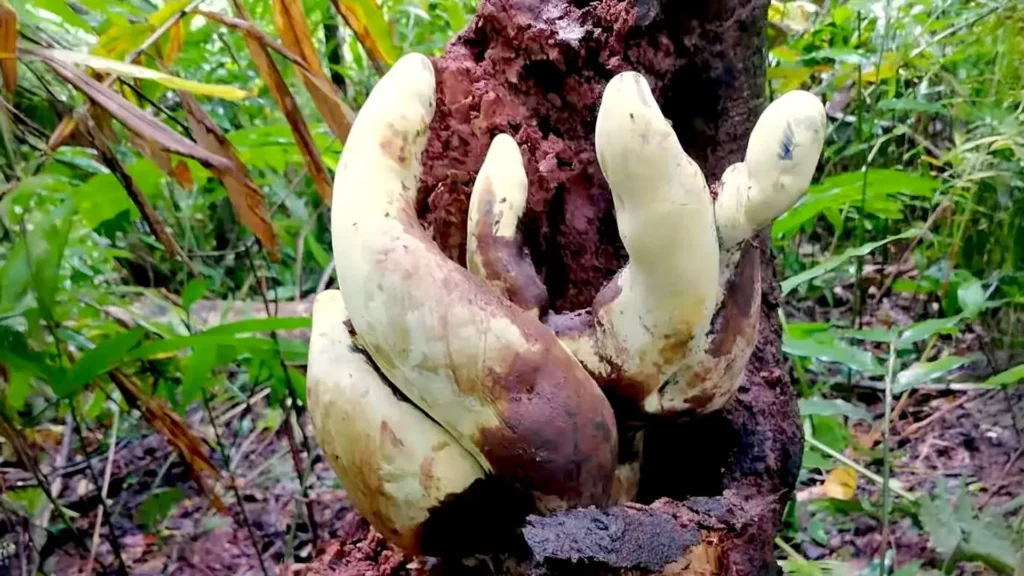 Chinese Scientists Discover D-rex, a Giant Fungus with Roots Dating Back 65 Million Years