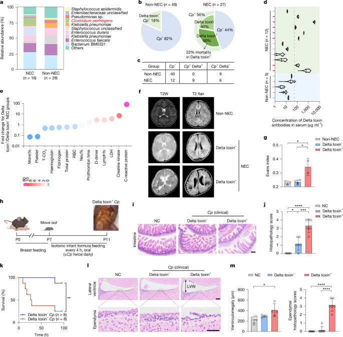 Clostridium perfringens Delta Toxin Targets CD9 to Drive Necrotizing Enterocolitis and Brain Injury