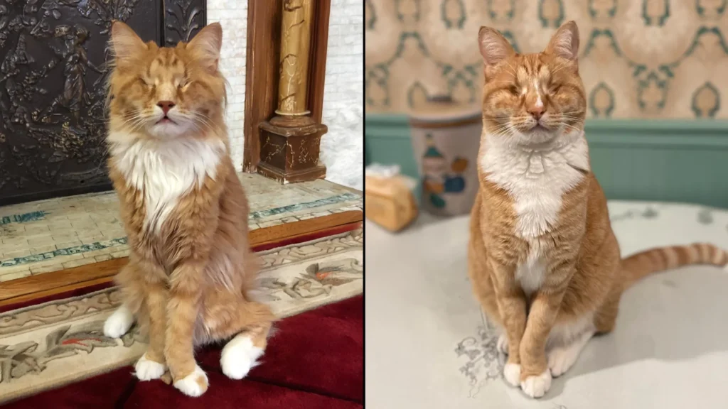 Cornell University Scientists Identify Rare Human Genetic Disorder in Two Cats With Unusually Long Legs