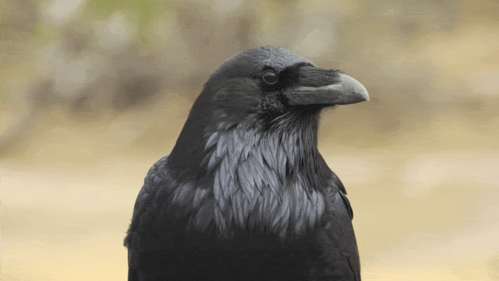 Crows Make Lightning-Fast Decisions—Sometimes Twice as Fast as Humans, Research Finds