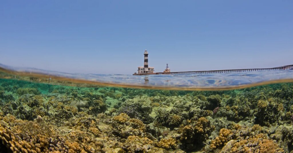Egypt’s Climate-Resilient “Super Coral” Is Feeling the Heat of Rising Ocean Temperatures