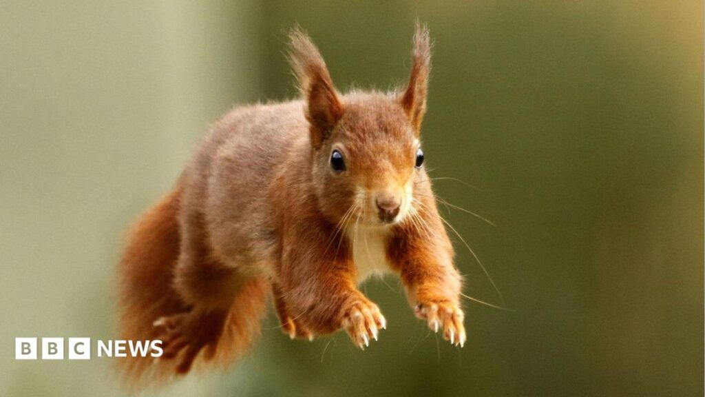Endangered Red Squirrel Population Thrives on British Islands