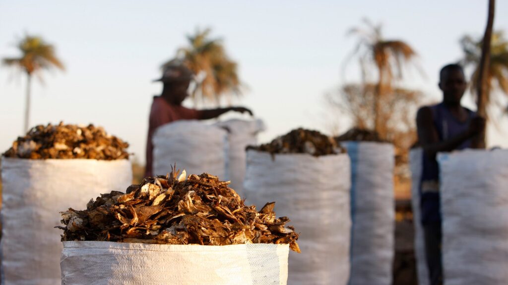 Fishmeal Demand Drives Up Fish Prices: Why Feeding People Can’t Compete With Fish Factories