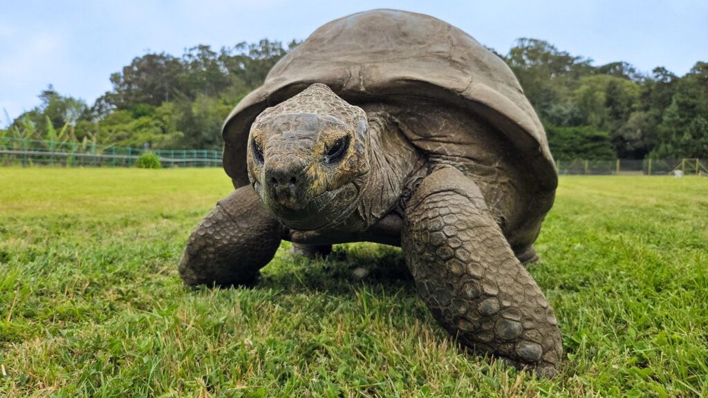 Genetic Trait May Explain the Remarkable Longevity of a 194-Year-Old Turtle