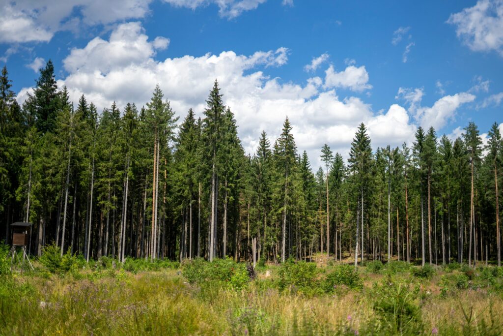 How Fungi Help Pine Trees Withstand Heat Stress