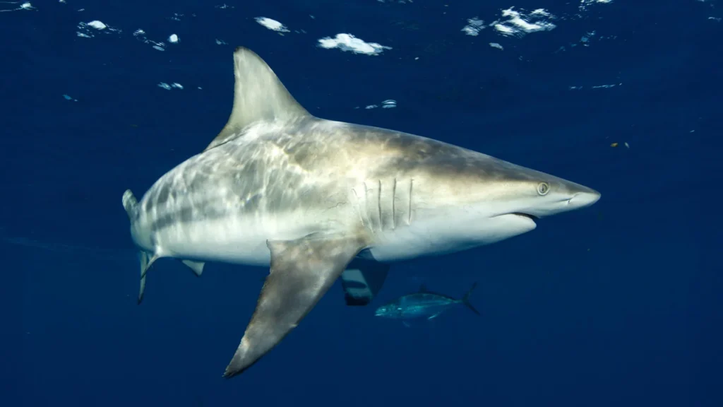 How Sharks Hear Sounds Up to 80 Meters Away and Pinpoint Their Source