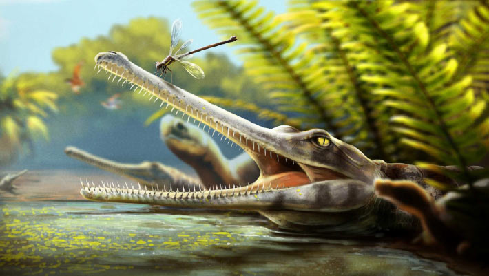Moroccan Jurassic Crocodile Relatives Had Needle-Thin Teeth