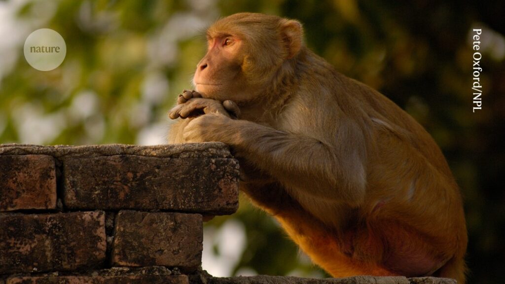 Mysterious Flickering Brain Signals May Unlock the Secrets of Consciousness
