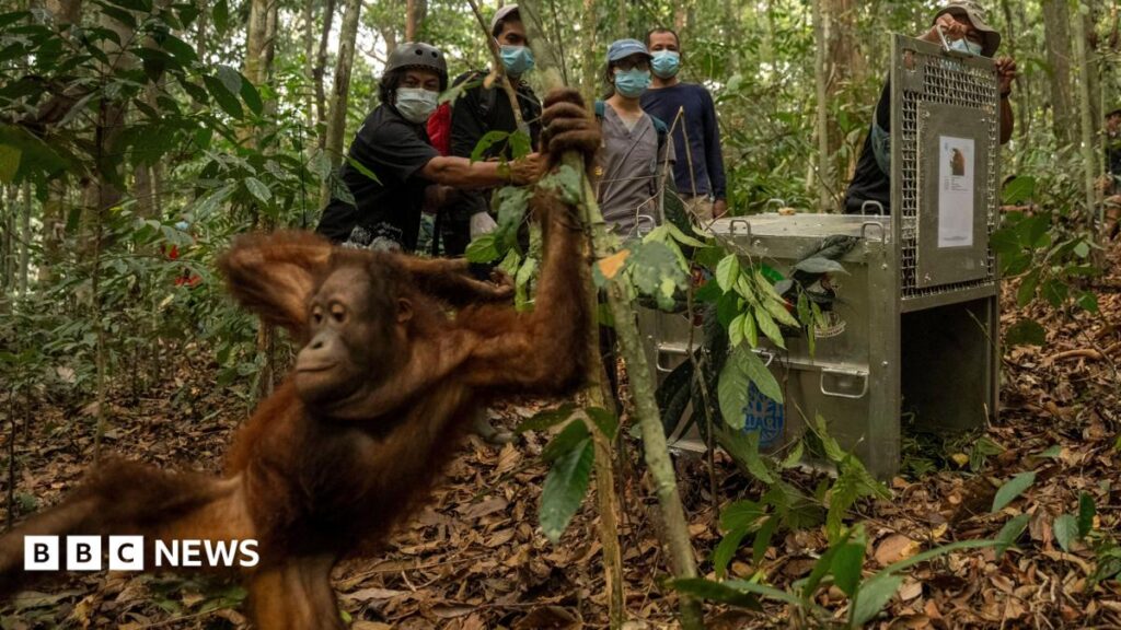 Orangutans Released Into Borneo Forest After Devastating Wildfires